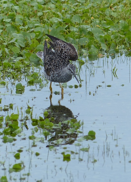 Greater Yellowlegs